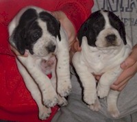 English Pointer Puppies sired by CH Bens Buddy