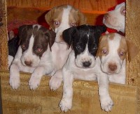 English Pointer Puppies sired by RU-CH Bens Blue